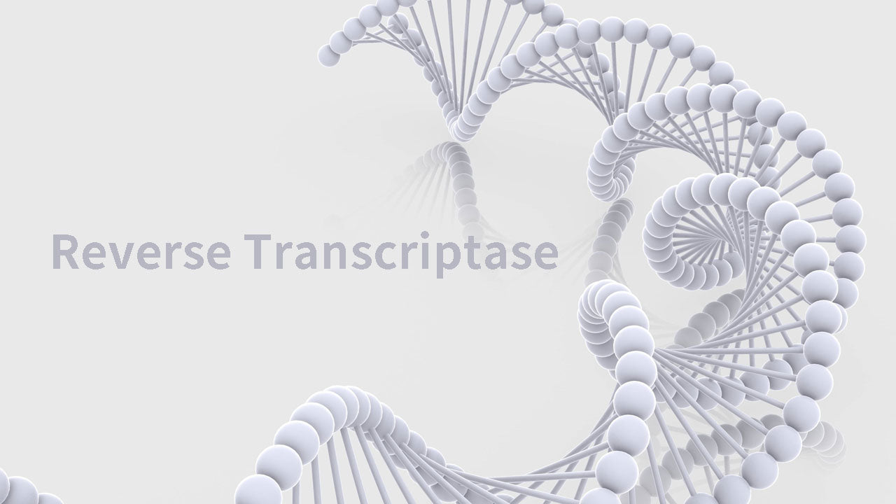 Yeasen’s Reverse Transcriptase raw material Facilitates high-quality cDNA synthesis