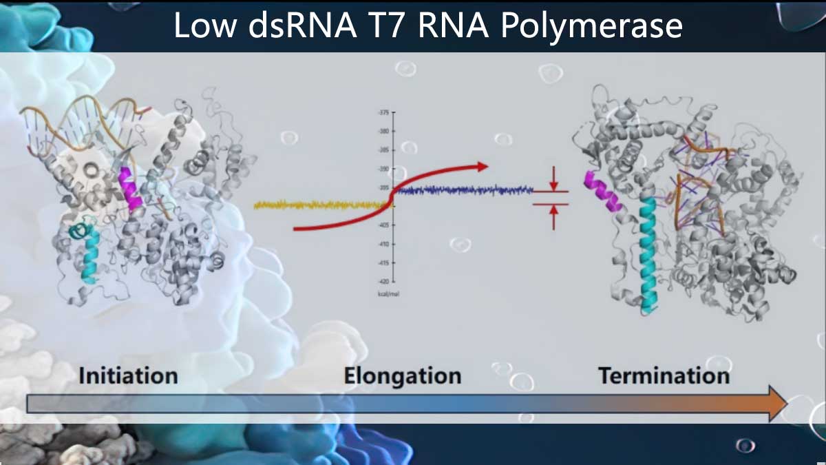 Low dsRNA T7 RNA Polymerase Mutants, Empowering mRNA Vaccine and Therapy Development
