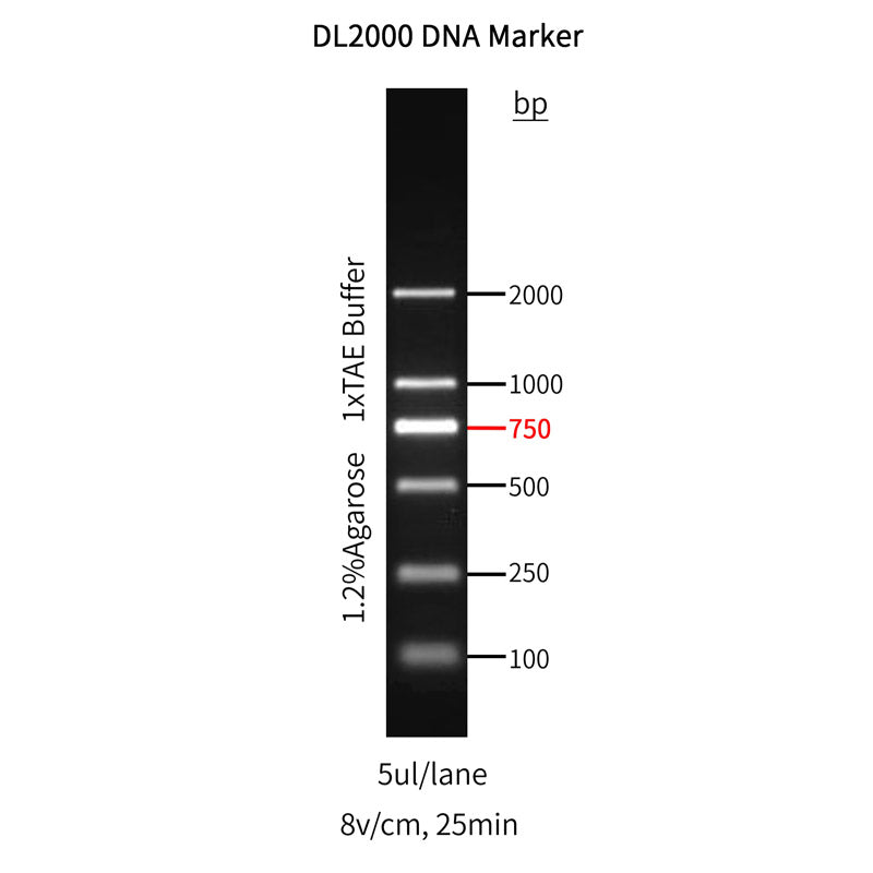 GoldBand™ DL2000 DNA Marker -10501ES