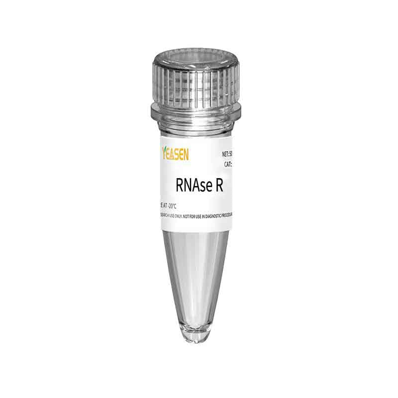 RNase R (20 U/μL) -14606ES
