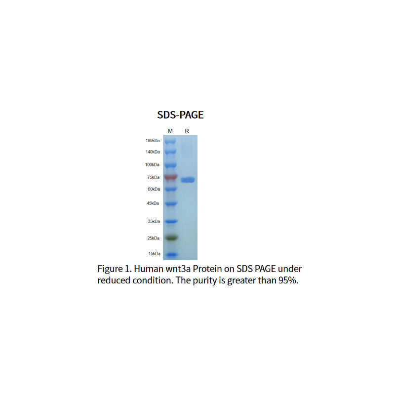 Recombinant Human Wnt-3a Protein _92276ES